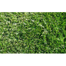 Dwarf Annual Ryegrass 1kg