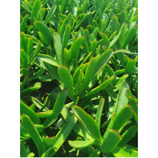 Cotyledon orbiculata var flanaganii 5L