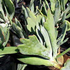 Cotyledon orbiculata 'Takbok' 5L