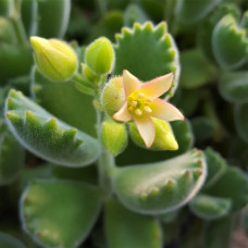 Cotyledon tomentosa 'Ladismithiensis' 2.5L