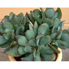 Crassula arborescens 5L