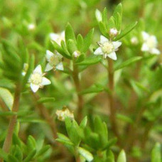 Crassula helmsi 1L