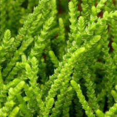 Crassula muscosa 'Lizards Tail' 2.5L
