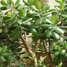 Crassula ovata 5L