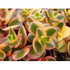 Crassula sarmentosa 'Variegated' 5L
