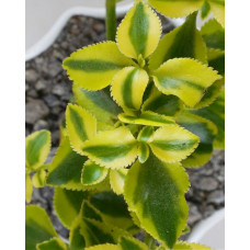 Crassula sarmentosa 5L