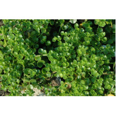 Crassula spathulata 2.5L