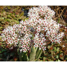 Crassula perfoliata var heterotricha 5L