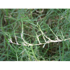 Cynodon Dactylon/Bermuda Grass (Plain) 25kg