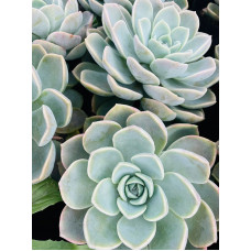 Echeveria glauca - Rock Rose 2.5L