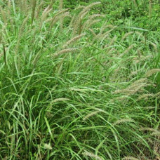 Cenchrus ciliaris / Blue Buffalo Grass / Bloubuffelgras – Molopo 1kg