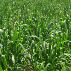 Panicum maximum / White Buffalo- Mombasa 25kg