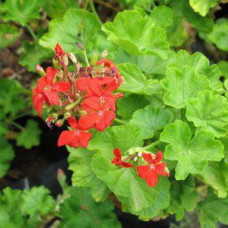Geranium Multibloom Assorted 5L