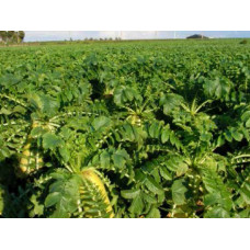 Japanese / Fodder Radish – Nooitgedacht -1kg 