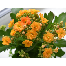 Kalanchoe blossfeldiana 2.5L