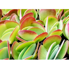 Kalanchoe thyrsiflora 5L