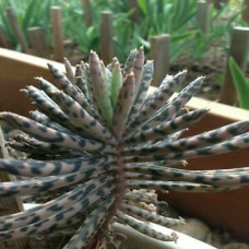 Kalanchoe tubiflora 5L