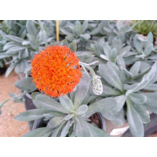 Kleinia fulgens 5L