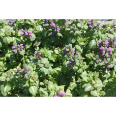 Lamium chequers 'Pink' 2.5L