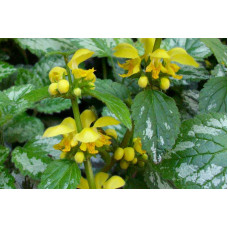 Lamium galeobdolon 'Yellow' 2.5L