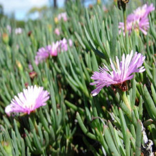 Lampranthus explanatus 2.5L