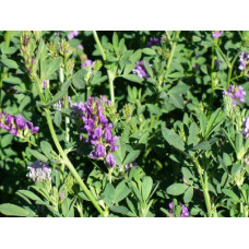 Lucerne - SA Standard (coated) 25kg
