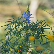 Lupinius Angustifolius – Bitter Lupin (Mixed) / Mandelup – Sweet Lupin-25kg (Full bag)