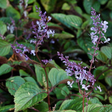 Plectranthus ciliatus 2.5L