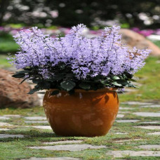 Plectranthus 'Mona Lavender' 2.5L