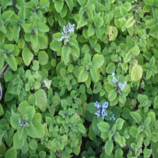 Plectranthus 'Zuluensis' 5L