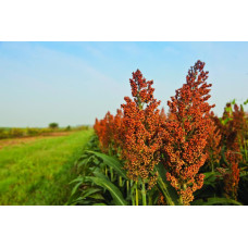 Red Sorghum 25kg