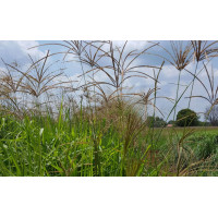 Chloris gayana / Rhodes grass – Katambora-1kg 