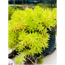 Sedum reflexum "Aurea" 2.5L