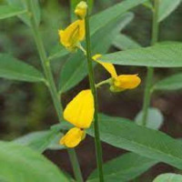 Sunhemp – Black- 25kg (Full bag) 