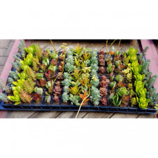 Mixed Succulents (128-A3) - 128 plants