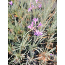 Tulbaghia variegated - Variegated wild garlic 2.5L