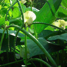Cow Peas – Betch White- 25kg (Full bag)