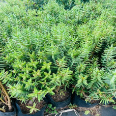 Crassula tetragona ssp. robusta 5L
