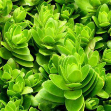 Crassula capitella 'Green' 2.5L