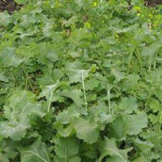 Fodder Kale – Proteor -25kg (Full bag)