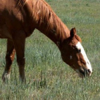 Horse Pasture Mix - 25kg 