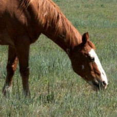 Horse Pasture Mix - 25kg 