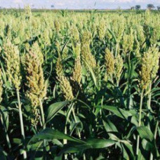 Hybrid Forage Sorghum – Multicut / Sweetfeed Super 25kg