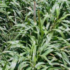 Hybrid Pearl Millet – Speedfeed / Speedfeed Super 25kg