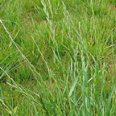 Italian Rye – Caversham / Sustainer -1kg
