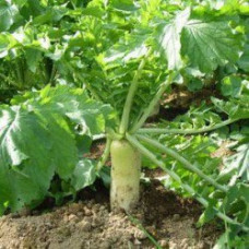 Japanese / Fodder Radish – Nooitgedacht-25kg (Full bag)
