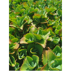 Kalanchoe longiflora coccinea 5L
