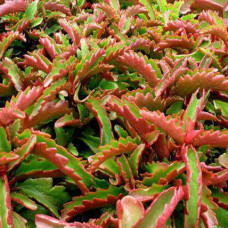 Kalanchoe sexangularis 5L