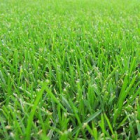 Kentucky Bluegrass - Fielder 1kg