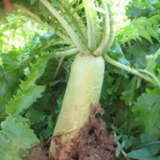Long Rooted Radish – Soil Buster -1kg